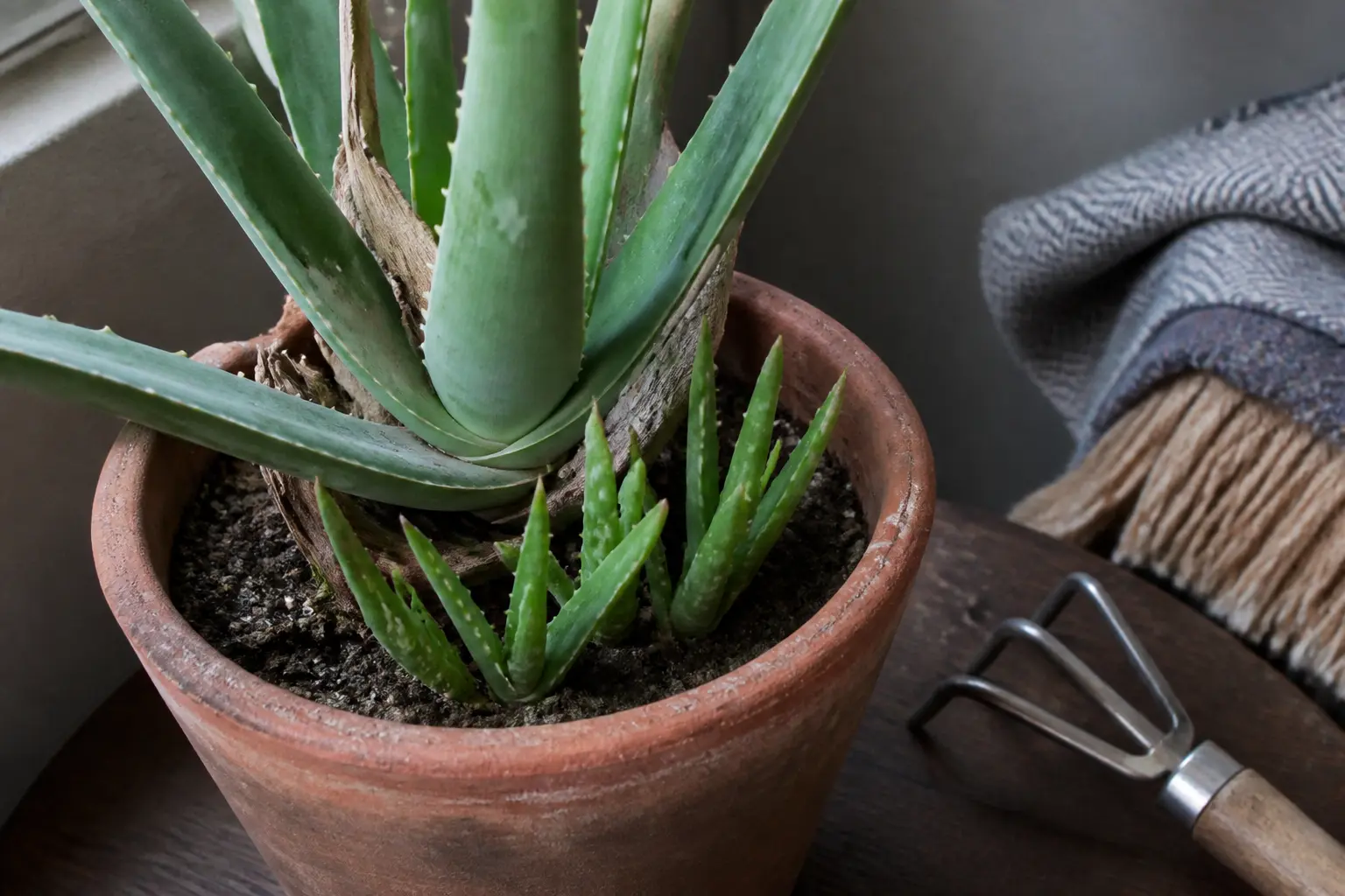 Bouture aloe vera : aloe mature en pot, rejets serrés à la base, prêt à être séparé pour propagation.