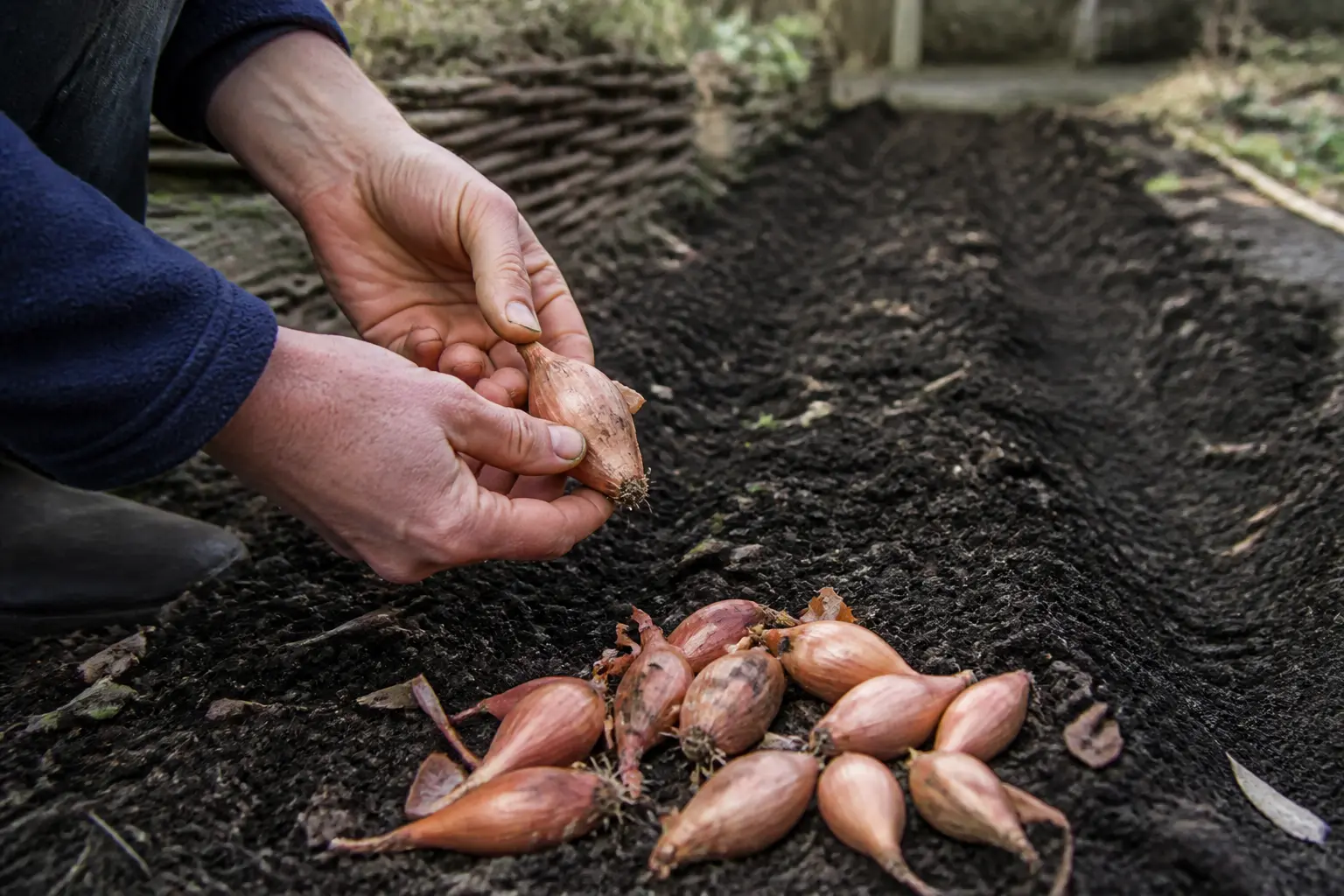 Comment planter les échalotes : mains triant des bulbes sains près d’un rang préparé en terre meuble au potager