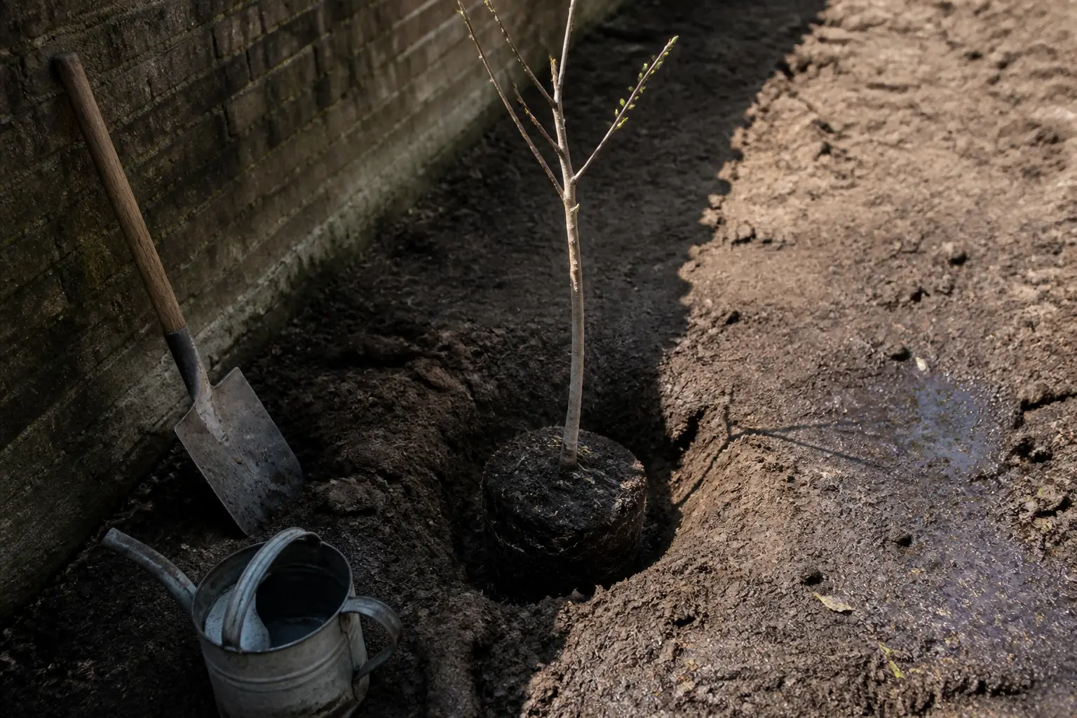 Plantation arbre fruitier dans un jardin urbain : jeune arbre en trou de plantation, sol compact, zone ensoleillée et ombre partielle, pelle et arrosoir à côté.